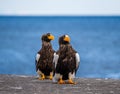 Two Steller`s sea eagles are sitting on a concrete pier against the background of the sea.