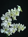 Two stems of beautiful white orchid on a black background Royalty Free Stock Photo