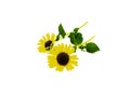 Two stems of fresh cut Texas wild sunflower Maximilian with coarsely hairy stem and leaves isolated on white background, yellow Royalty Free Stock Photo