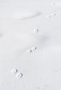 Two Stepping Coyote Tracks in Fresh Powder Snow