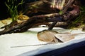 Two stingray fish at aquarium in zoo Royalty Free Stock Photo