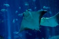 Two stingrays inside aquarium Royalty Free Stock Photo