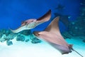 Two stingrays are swimming on the blue sea near the underwater rocks and white sand Royalty Free Stock Photo