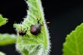 Two stink bugs on the leaf of Pumpkin. It is serious pest on pumpkin which get plant sap and damage the plant. Used selective Royalty Free Stock Photo