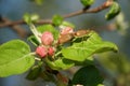 Two stink bugs or shield bugs mating on an apple tree twig in blossom Royalty Free Stock Photo