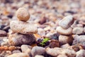 Two stone pyramids and growing leaf. Royalty Free Stock Photo