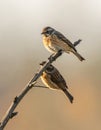 Two Stonechats Perched on a Branch Royalty Free Stock Photo