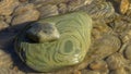 Two stones in the river. Green zebra, from above the head of a turtle, stylized. Backgrounds and texture. Royalty Free Stock Photo
