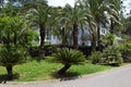 The two-storey house surrounded by picturesque palm trees. Royalty Free Stock Photo