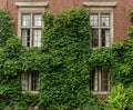 Two Stories building with windows and climbing plants on Brick Wall Royalty Free Stock Photo