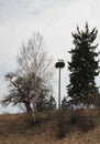 Stork birds in nest and trees, Lithuania Royalty Free Stock Photo