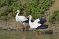 Two Storks Royalty Free Stock Photo