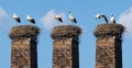 Two storks Royalty Free Stock Photo