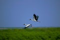 Two storks Asian open bill flying Royalty Free Stock Photo