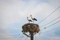 Two storks and blue sky Royalty Free Stock Photo