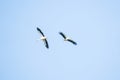 Two storks fly high in the blue sky Royalty Free Stock Photo