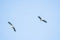 Two storks fly high in the blue sky, detailed Royalty Free Stock Photo