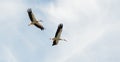 two storks flying