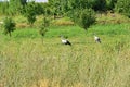 Two storks in green field