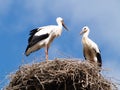 Two storks in the nest Royalty Free Stock Photo