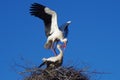 Two storks Royalty Free Stock Photo