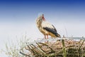 Two storks on the nest Royalty Free Stock Photo