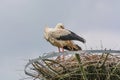 Two storks on the nest Royalty Free Stock Photo