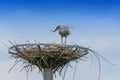 Two storks on the nest Royalty Free Stock Photo
