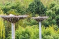 Two storks on the nest Royalty Free Stock Photo