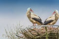 Two storks on the nest Royalty Free Stock Photo