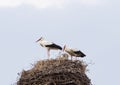 Two storks in a nest with chicks, top view. Royalty Free Stock Photo