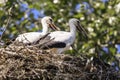 Two storks in a nest on a hot summer day Royalty Free Stock Photo