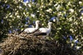 Two storks in a nest on a hot summer day Royalty Free Stock Photo