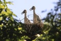 Two storks in a nest on a hot summer day. Royalty Free Stock Photo