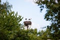 Two storks in nest in summer Royalty Free Stock Photo