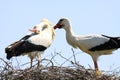 Two storks in a nest on a tree Royalty Free Stock Photo