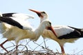 Two storks in a nest on a tree Royalty Free Stock Photo