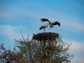 Two storks in the nest on the tree. Suwalski landscape park, Podlaskie, Poland. Royalty Free Stock Photo