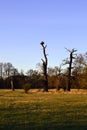 Two storks on a nest in a tree