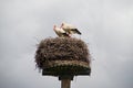 Two storks in a nest Royalty Free Stock Photo