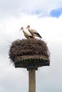 Two storks in a nest Royalty Free Stock Photo