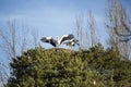 Two storks in a nest. Royalty Free Stock Photo