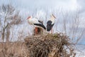 Two storks perched on their nests in a treetop Royalty Free Stock Photo