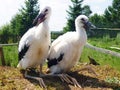 Two storks