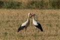 Two storks resting in a field in Provence for winter migration