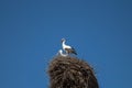 two storks are sitting in their nest Royalty Free Stock Photo