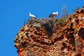 Two storks are sitting on their nest. Royalty Free Stock Photo