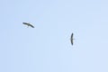 Two storks soar in the updraft on a hot summer day.