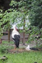Two storks stand next to a nest. Storks are hatching eggs. Royalty Free Stock Photo