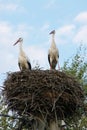 Two storks stand in their nest